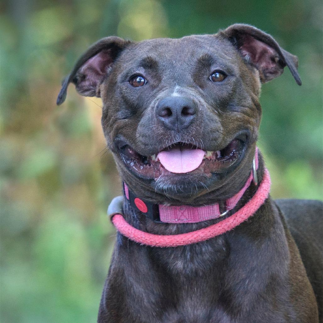 An adult medium-sized female Brown / Chocolate Mixed Breed dog named Nassau for adoption in Summerville, SC