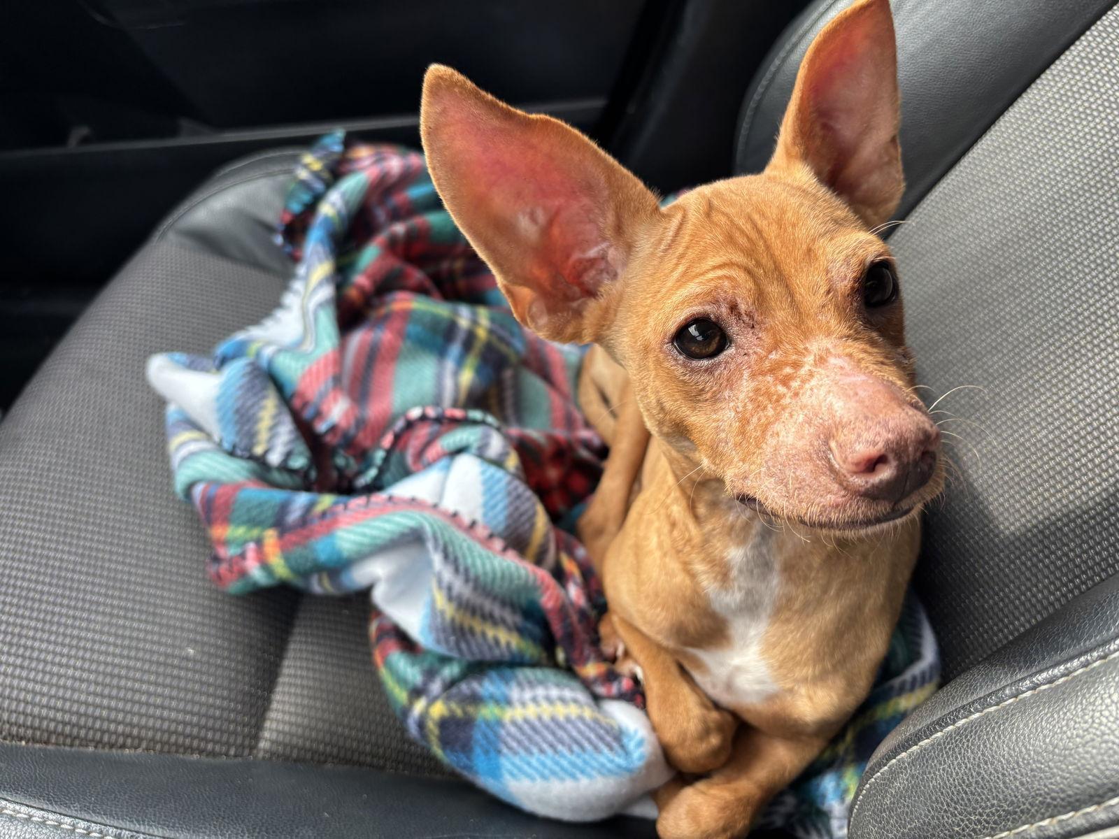 Tostada “toasty” Mcnugget photo 1