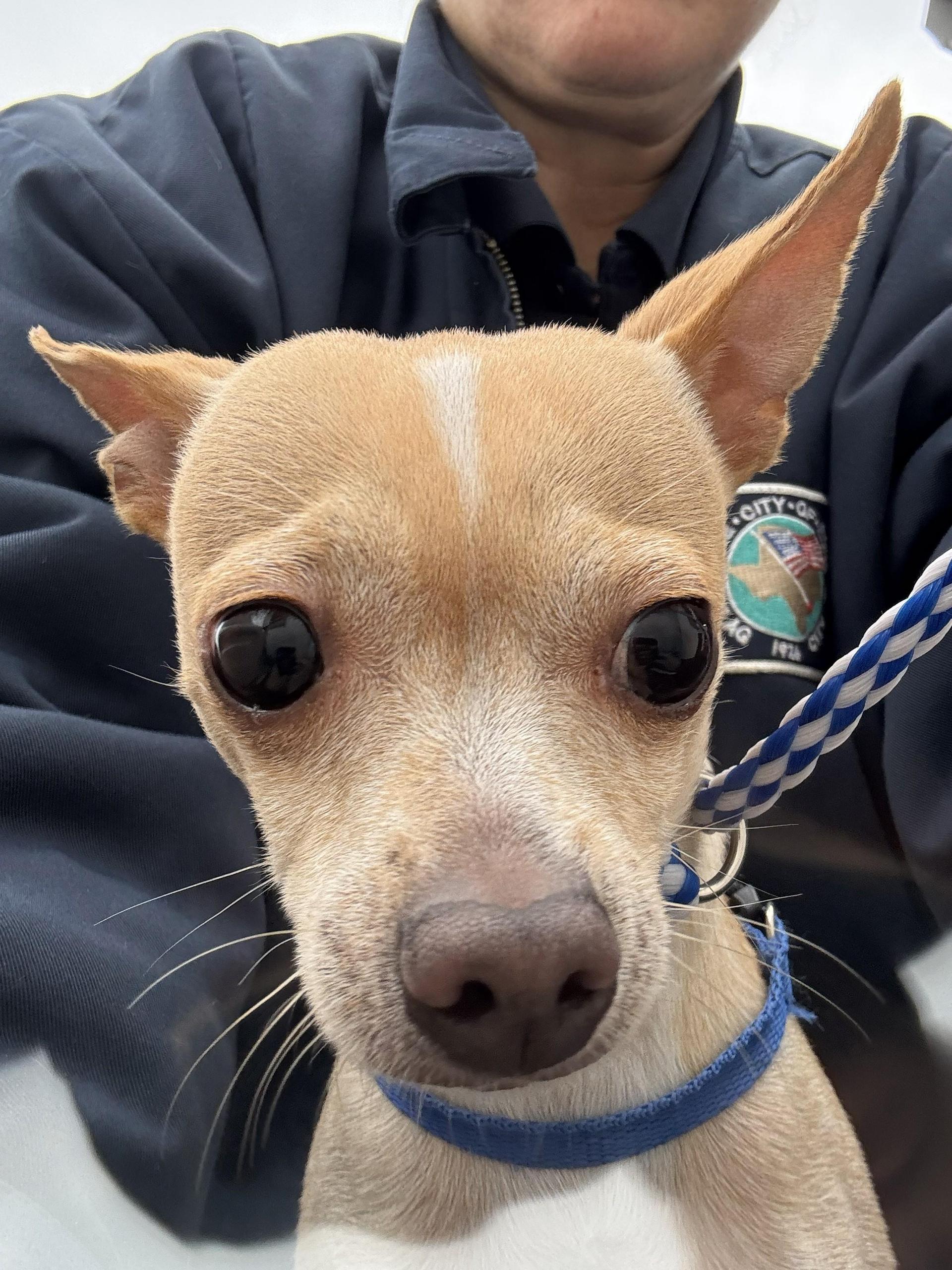 An adult small-sized male Chihuahua dog named Coco for adoption in Edna, TX