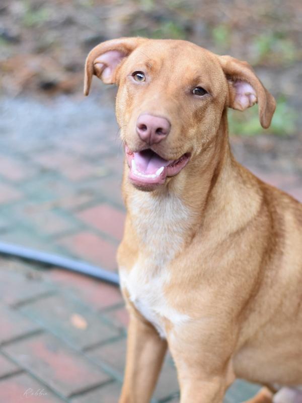 A young medium-sized male Yellow / Tan / Blond / Fawn Labrador Retriever dog named Robbie for adoption in Conroe, TX