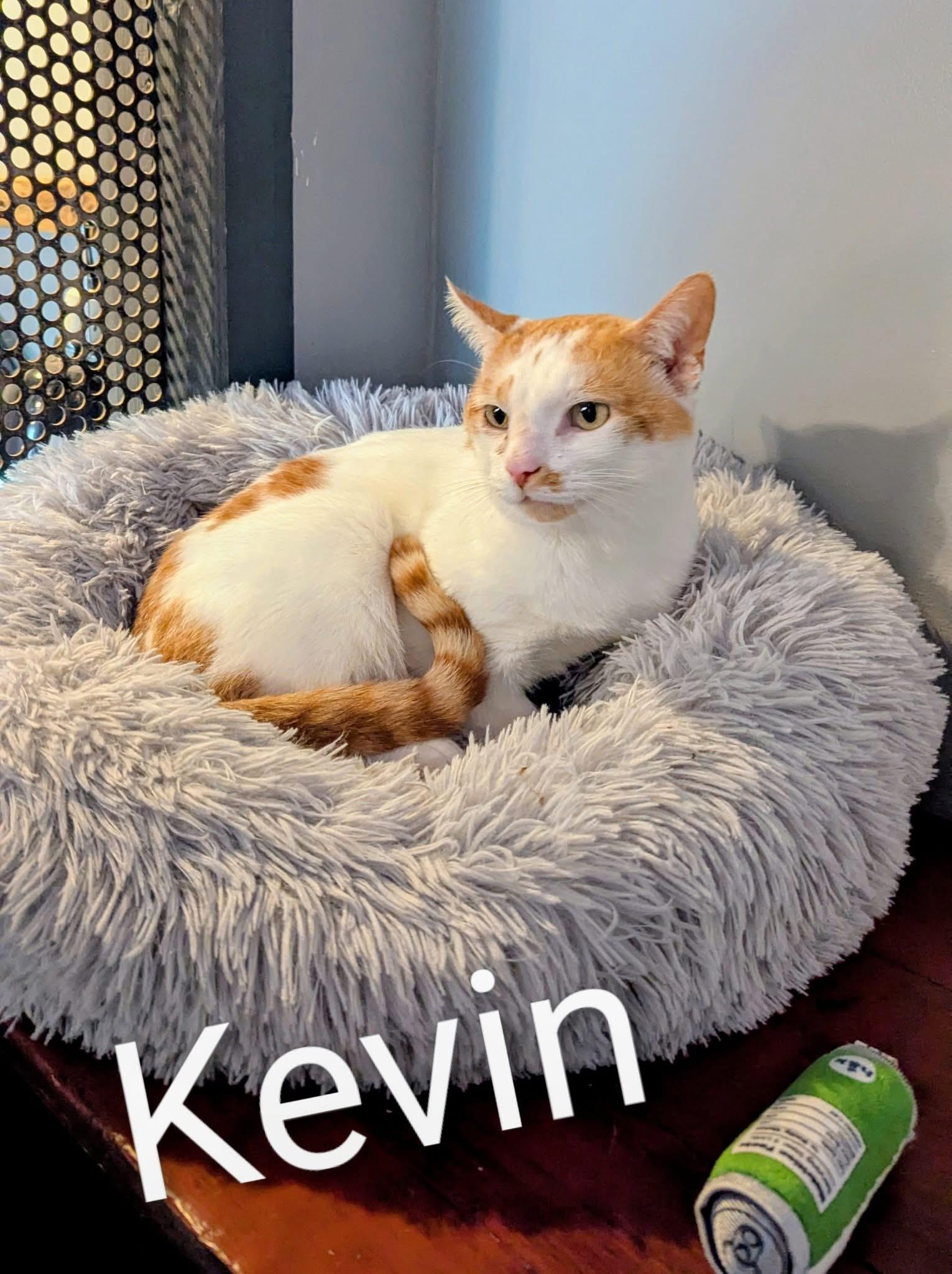 Kevin
