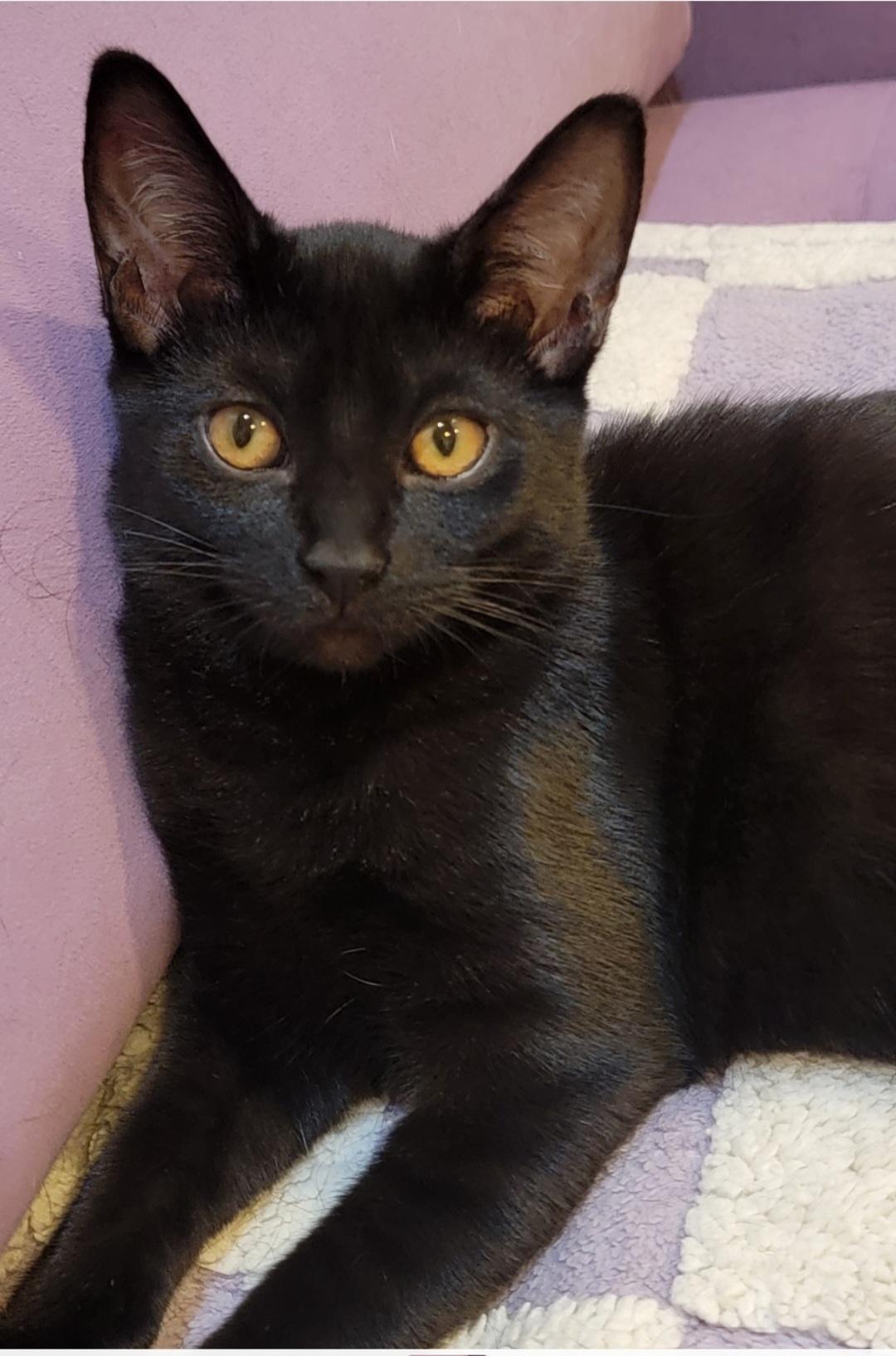 A baby medium-sized female Black Domestic Short Hair cat named Presley Is Purrfect! for adoption in Wyandotte, MI