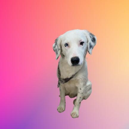 Pongo