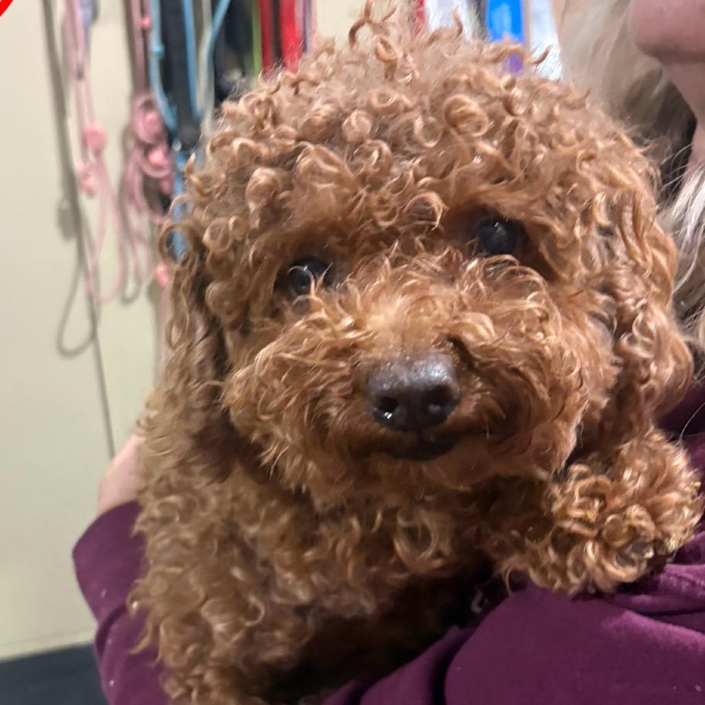 An adult small-sized male Red / Chestnut / Orange Poodle dog named Sampson B for adoption in Wappingers Falls, NY