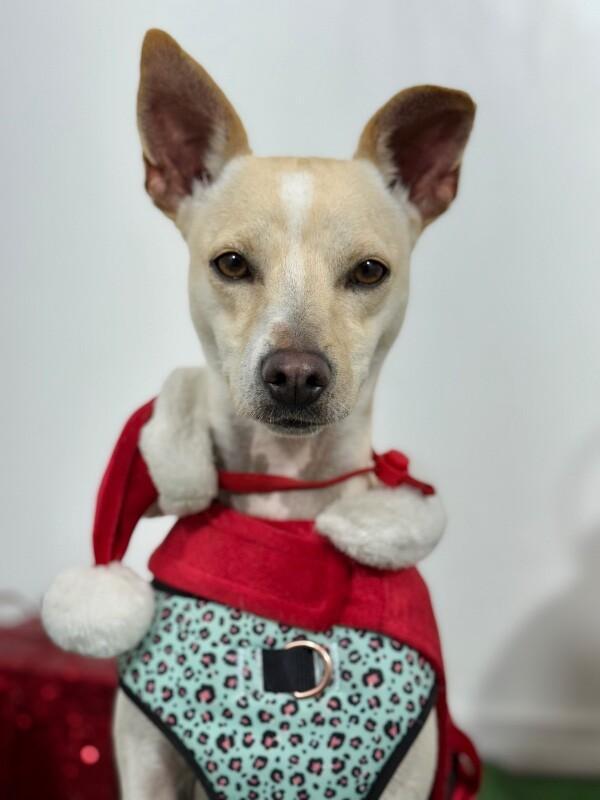 A young small-sized female Yellow / Tan / Blond / Fawn Chihuahua dog named Lizzy for adoption in Carlsbad, CA