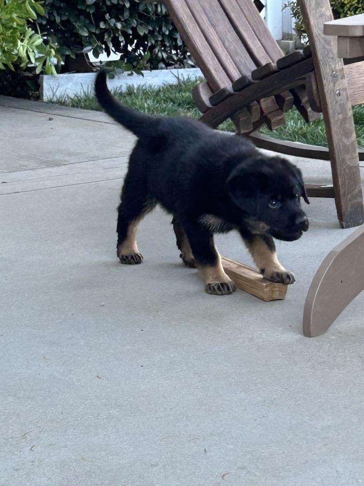 Carlee Aka Pink Flower