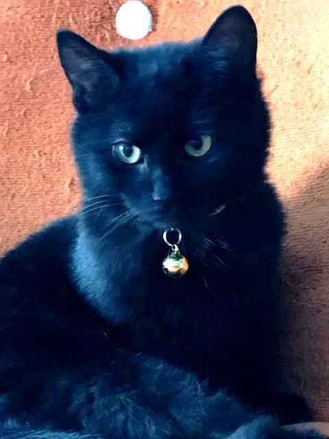 A young medium-sized female Black Domestic Short Hair cat named Poppy for adoption in Rochester, NY