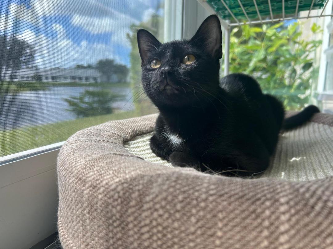 A young medium-sized female Black Domestic Short Hair cat named Ziggy for adoption in Boca Raton, FL