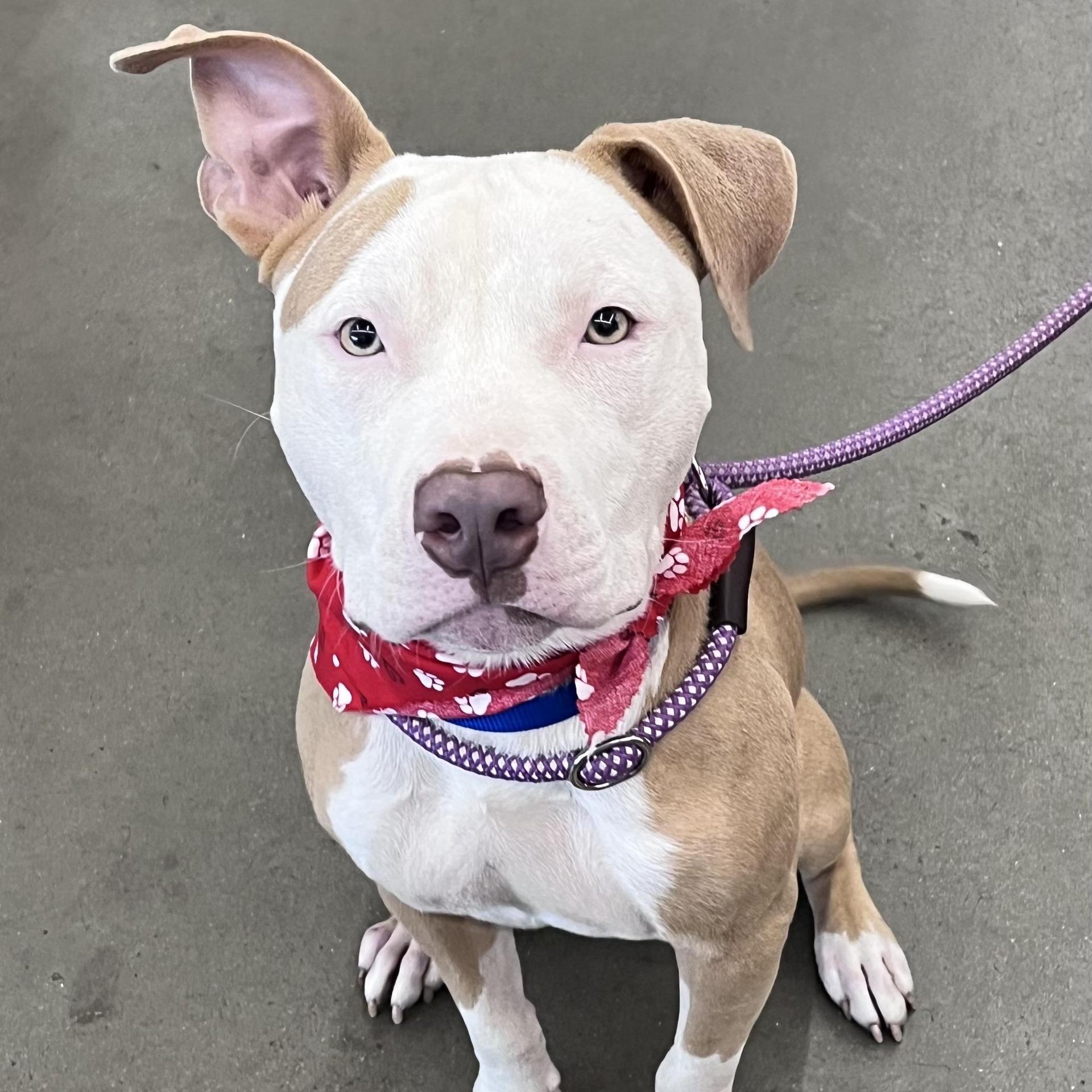 An adult medium-sized male White / Cream Pit Bull Terrier dog named Cosmo for adoption in Houston, TX