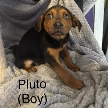 Pluto