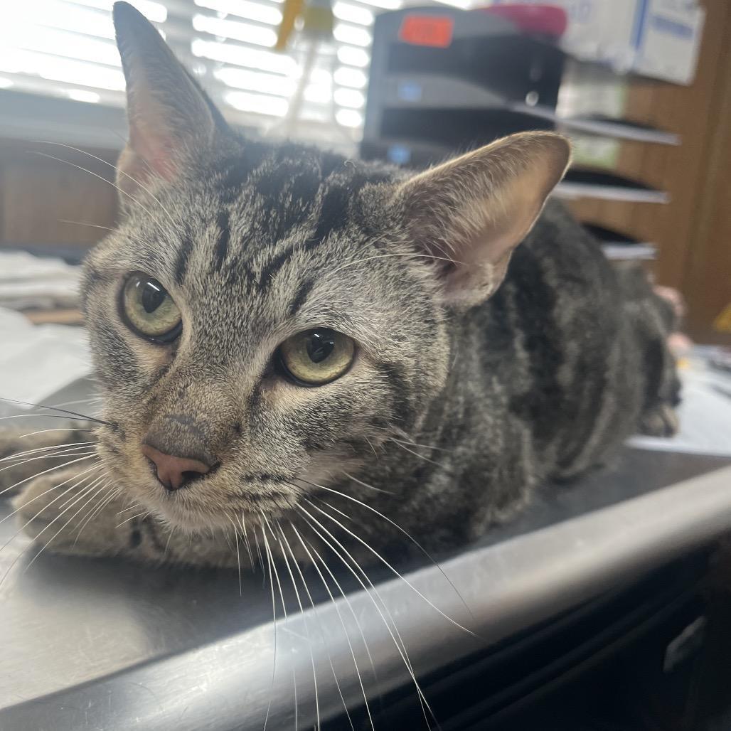 A young medium-sized male Brown / Chocolate Domestic Short Hair cat named Harrison for adoption in Columbiana, AL