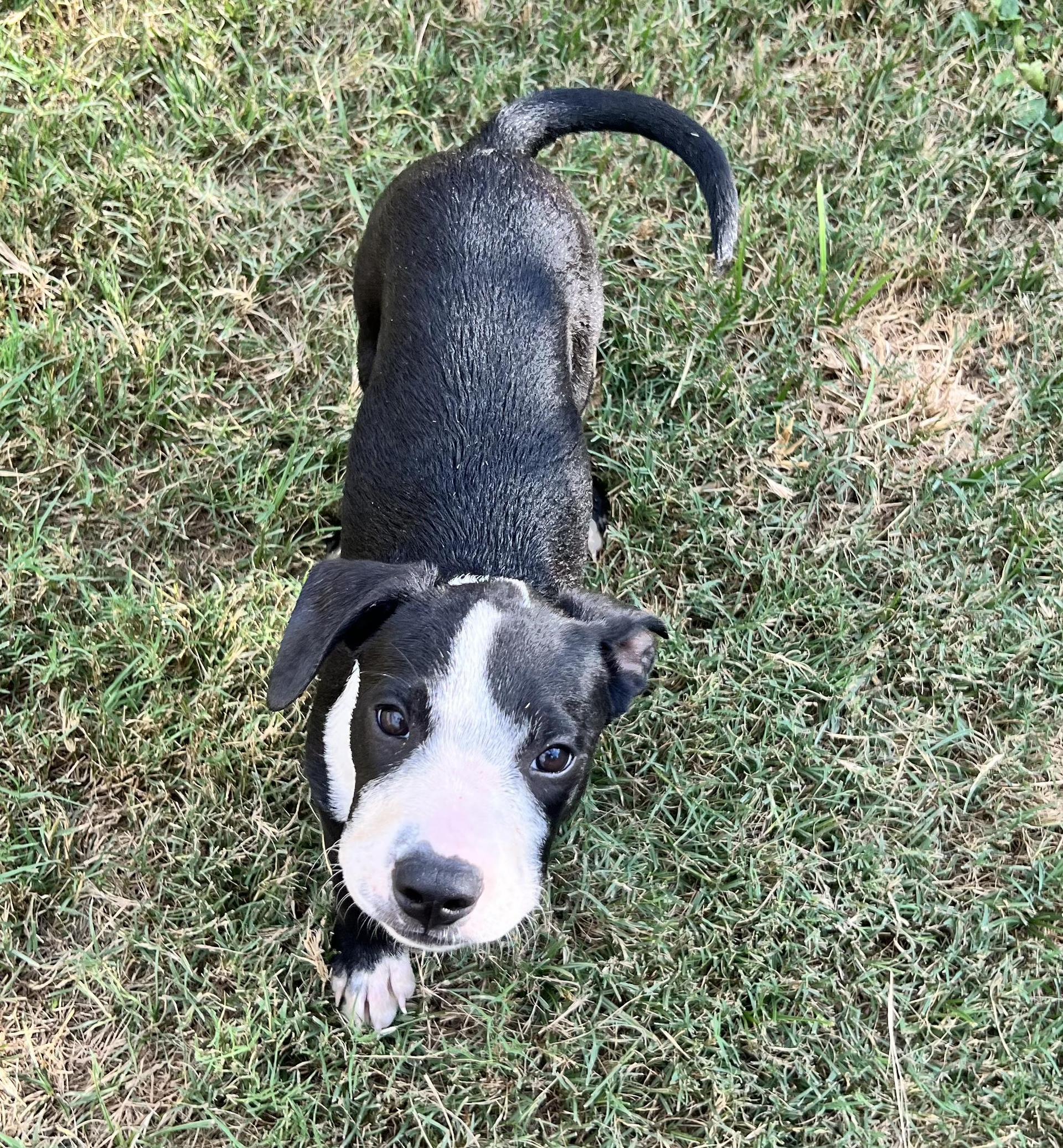 A baby small-sized male Black Mixed Breed dog named Reeses for adoption in Longview, TX