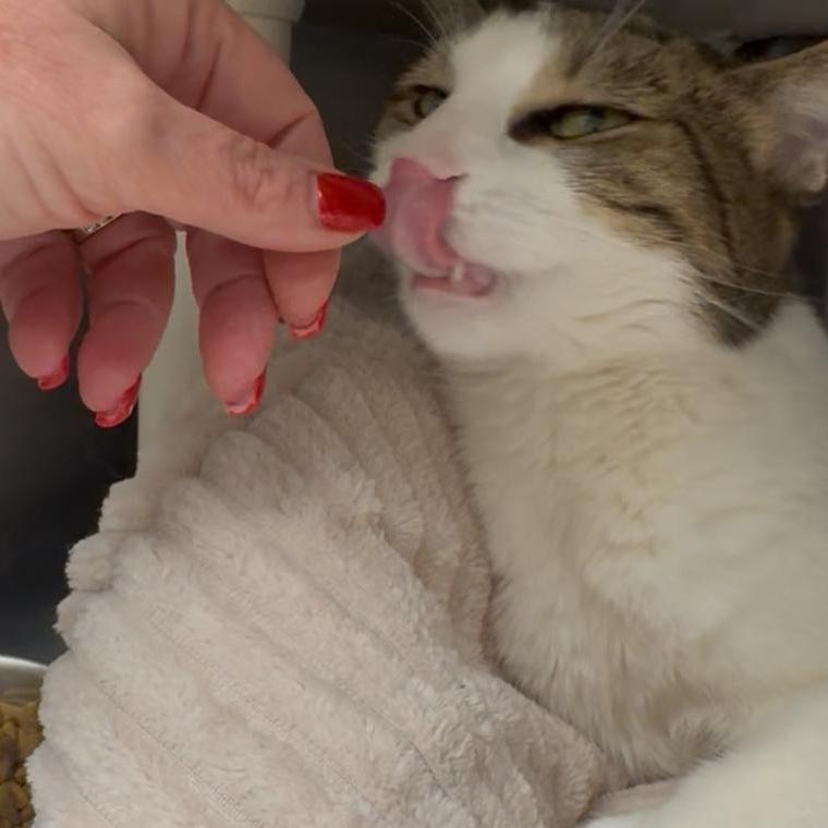 Peanut Aka Peewee photo 1