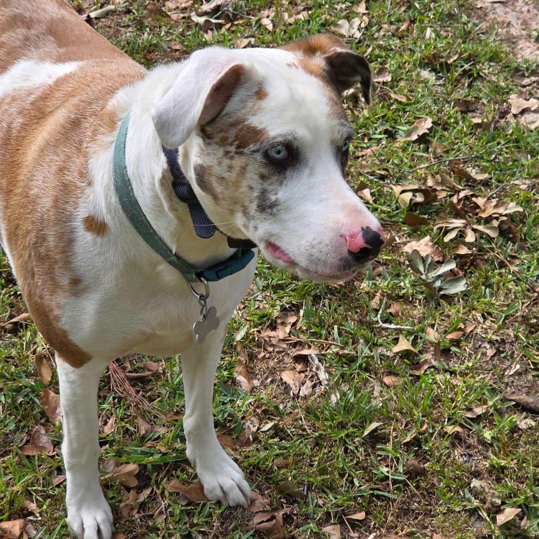 An adult large-sized female Merle (Red) Catahoula Leopard Dog dog named Bella for adoption in Pottsboro, TX