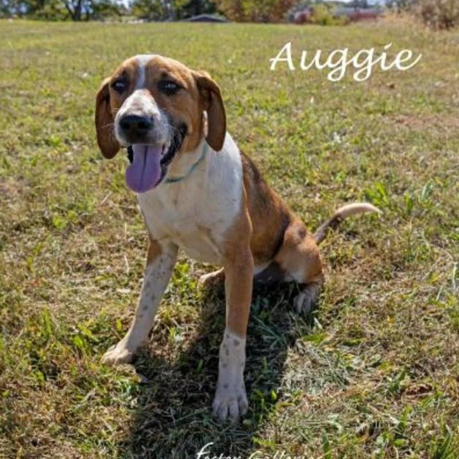 Auggie