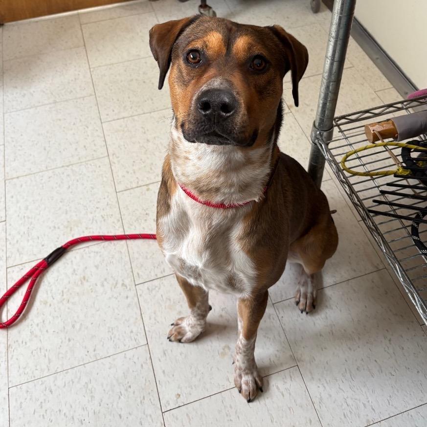 An adult large-sized male Brown / Chocolate Mixed Breed dog named Reuben for adoption in Columbiana, AL