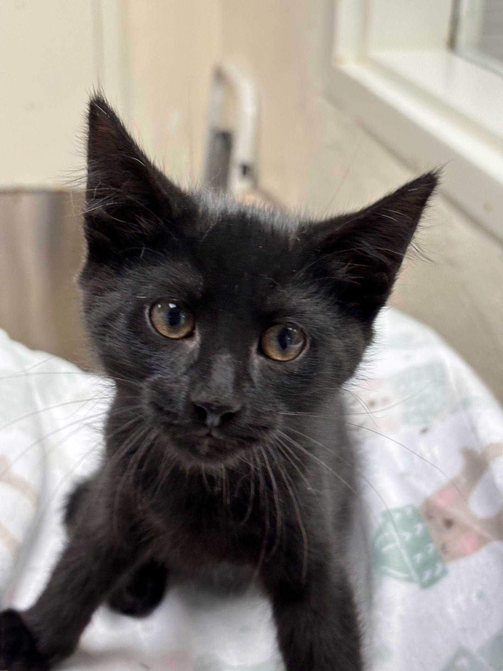 A baby medium-sized male Black Domestic Short Hair cat named Timmy for adoption in Brick, NJ
