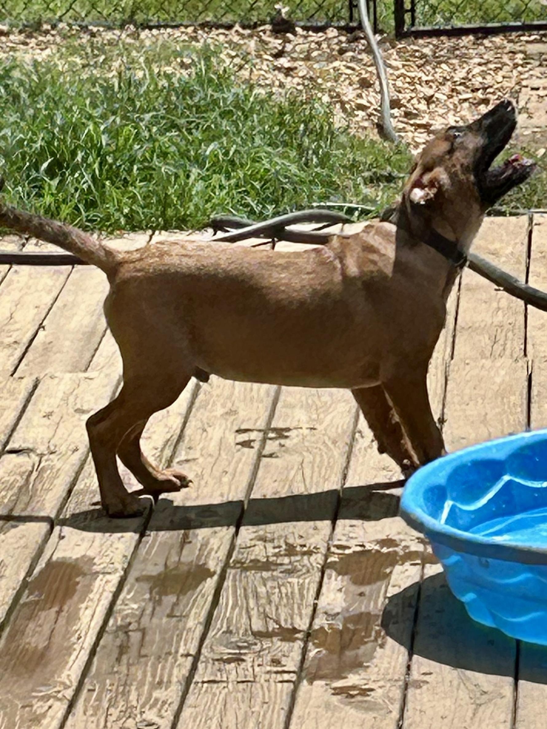 A young large-sized male Black Mouth Cur dog named Frank for adoption in Fosters, AL