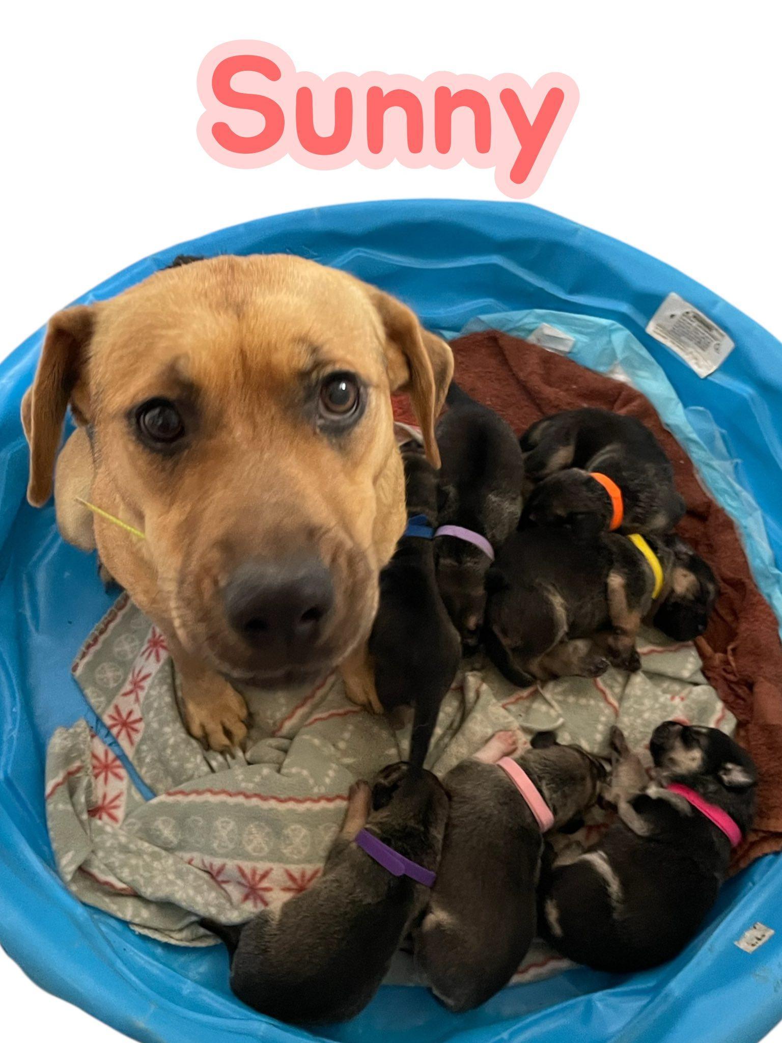 A baby medium-sized female Yellow / Tan / Blond / Fawn Rhodesian Ridgeback dog named Sunny's Puppies for adoption in Chuckey, TN