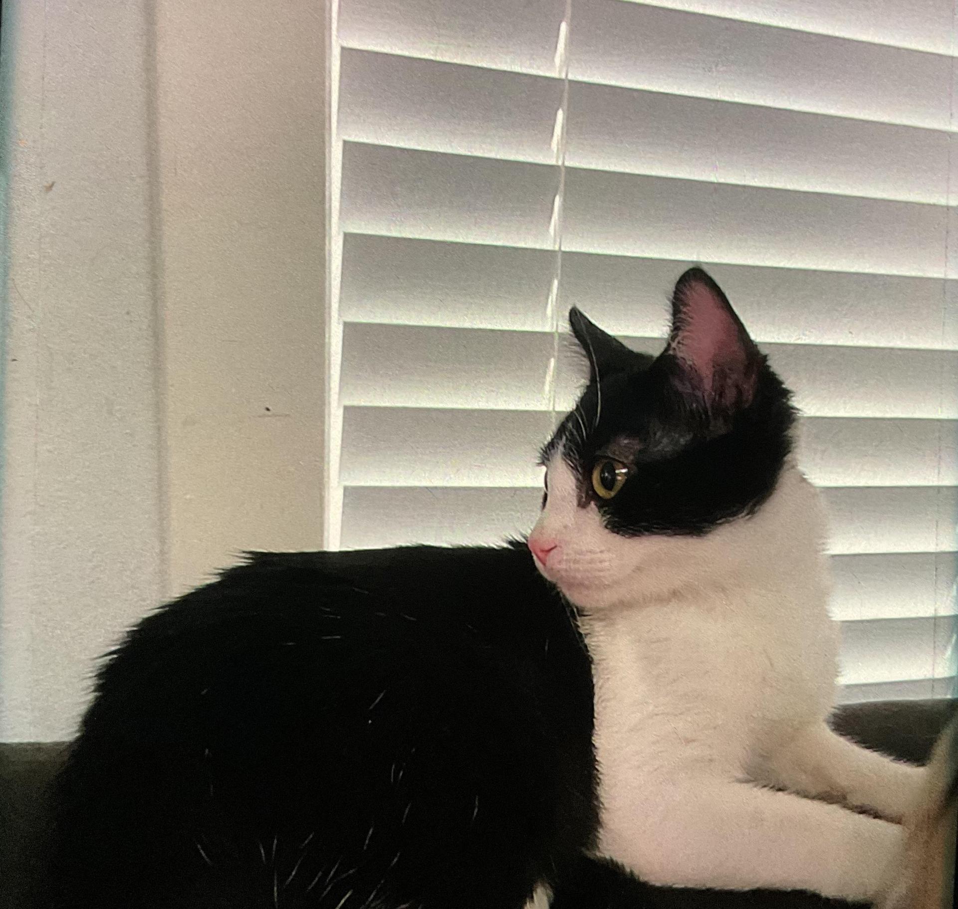 A young medium-sized male Black Domestic Short Hair cat named Sparky for adoption in Ladonia, TX