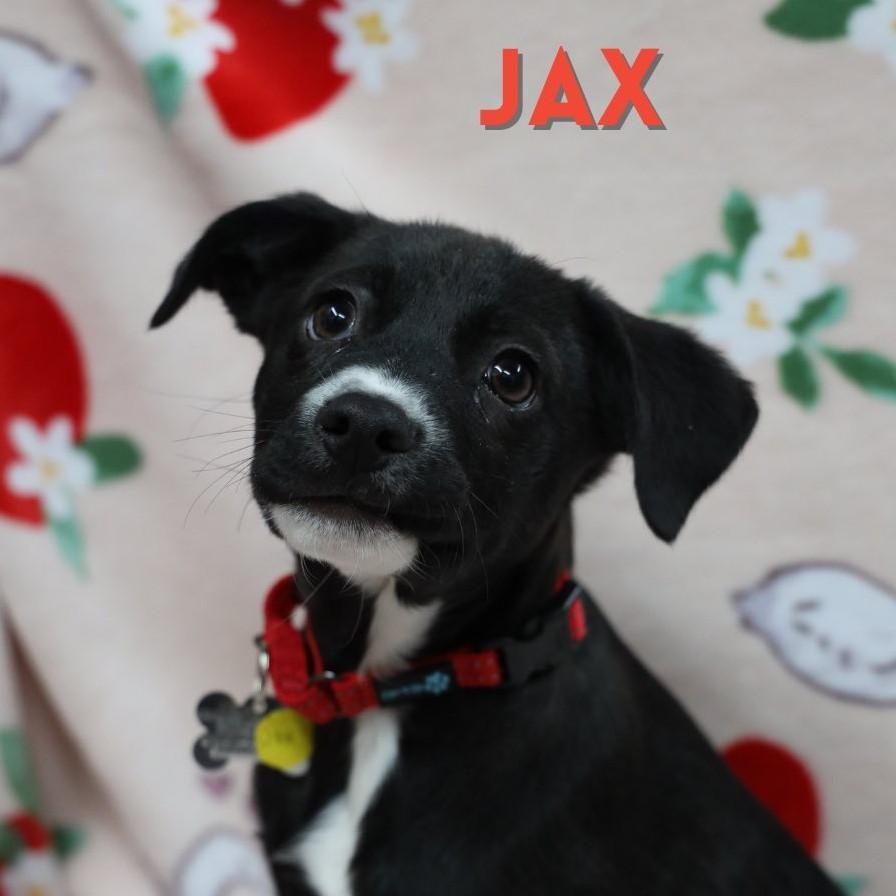 Jax