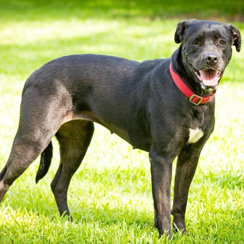 A young medium-sized female Black Labrador Retriever dog named Susy Q for adoption in Allen, TX