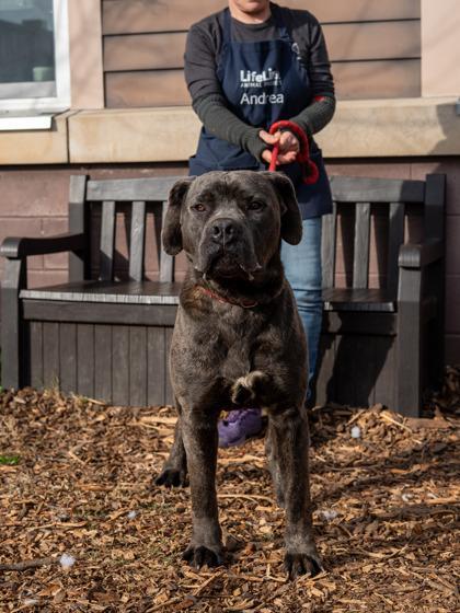 An adult extra large-sized male Mixed Breed dog named Yule Log for adoption in Chamblee, GA