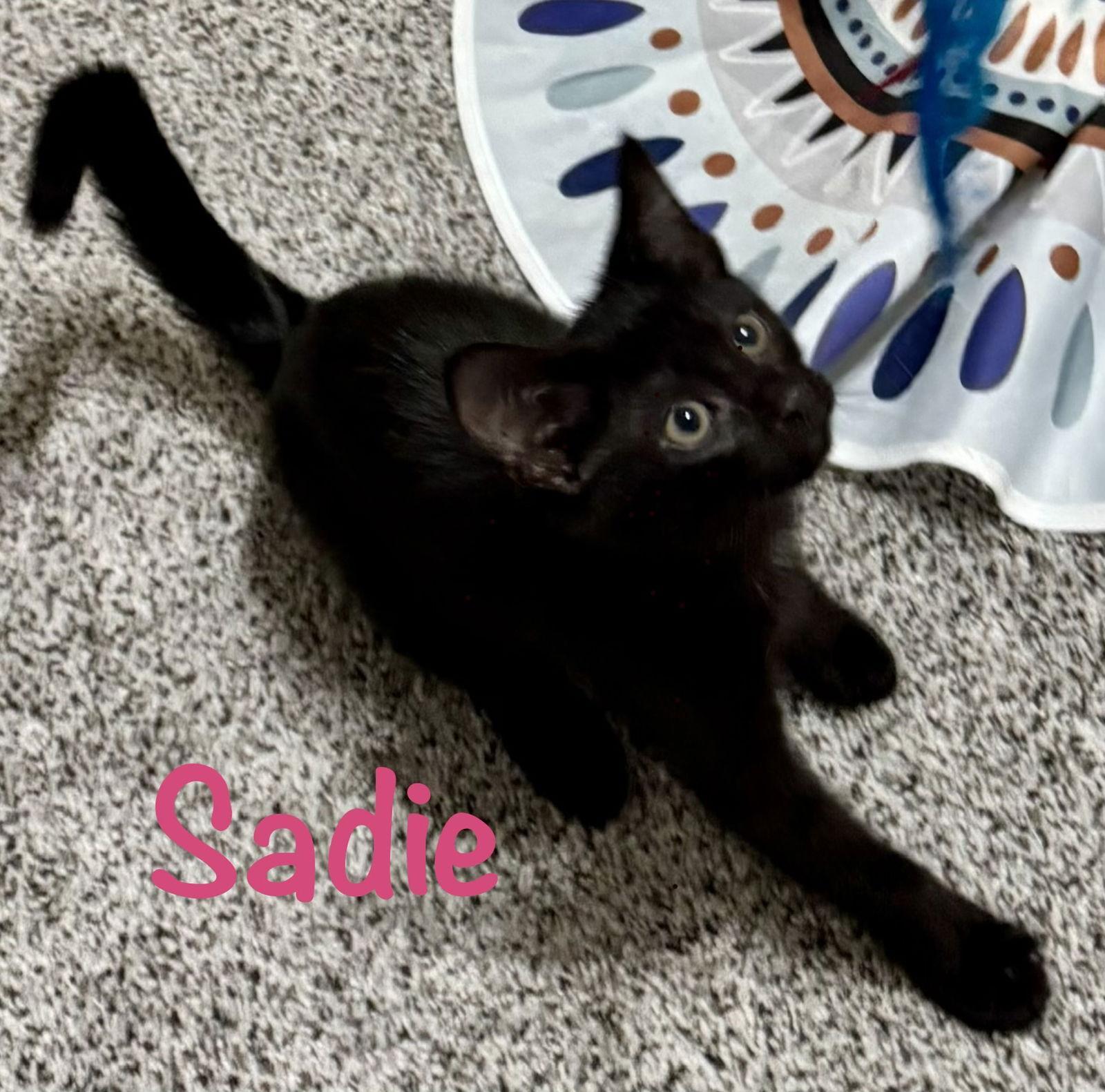 Sadie