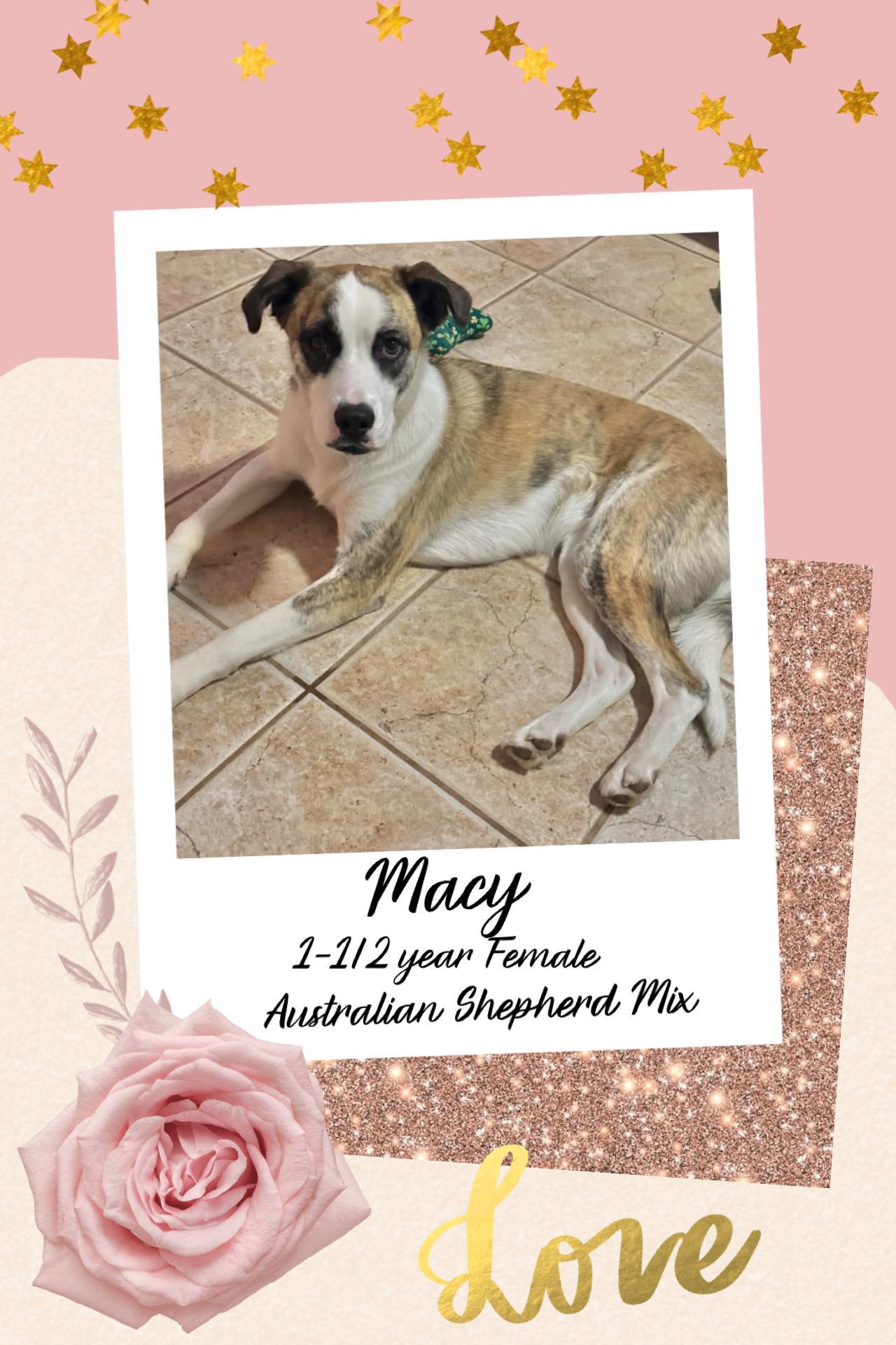 Macy– Year Australian Shepherd