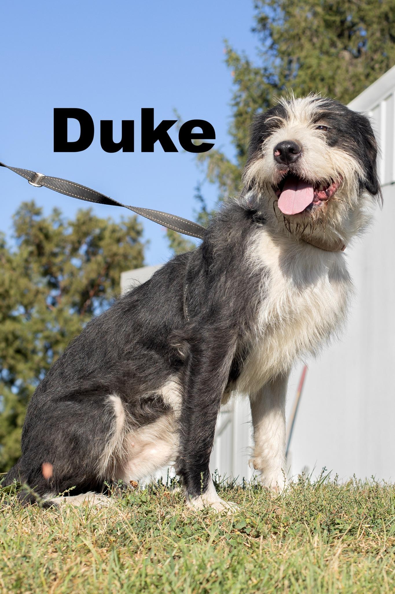 Duke
