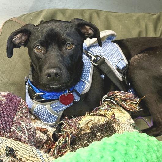 An adult medium-sized male Black Mixed Breed dog named Buzz Light Year for adoption in Marshall, VA