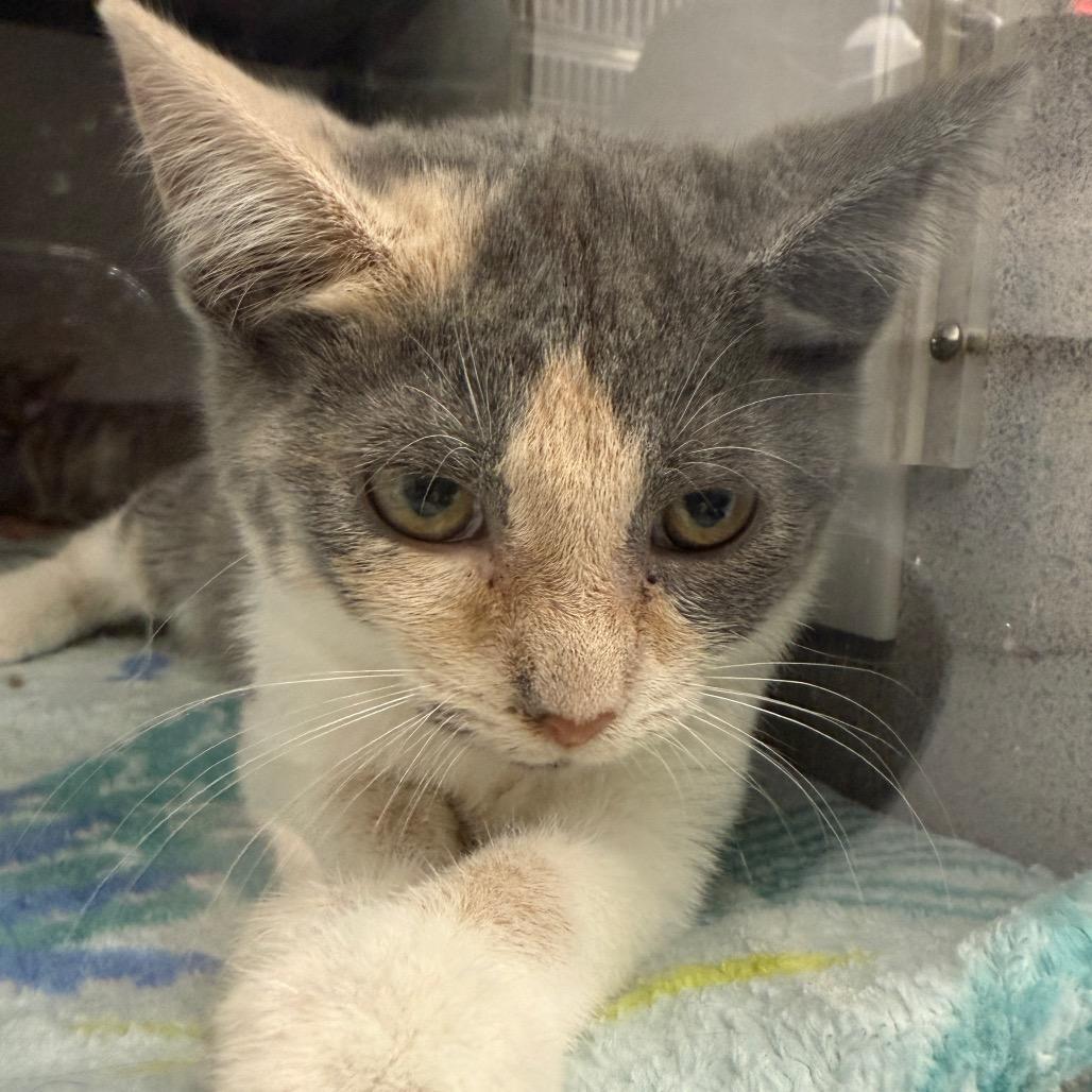A baby small-sized female Calico Domestic Short Hair cat named Charlie for adoption in Evansville, IN