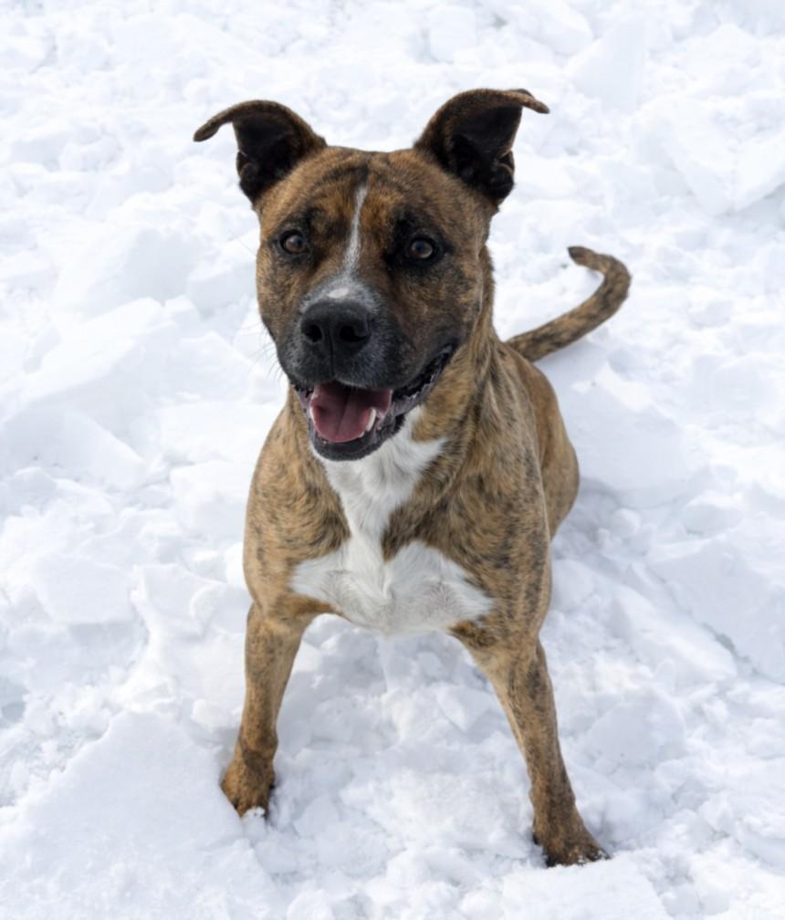 Macho Man Randy Savage