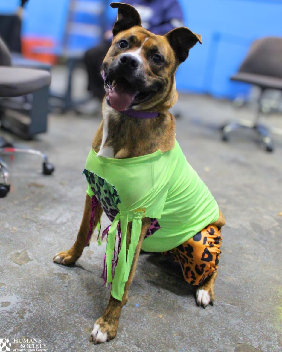 Macho Man Randy Savage