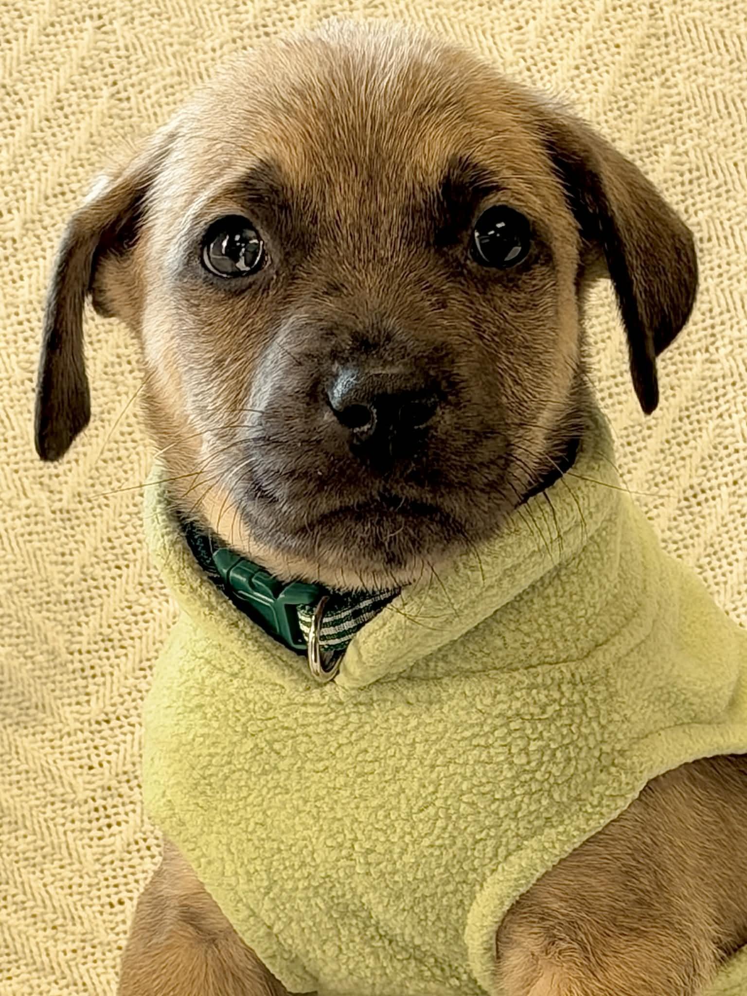 Dynamo The Shepherd Mix