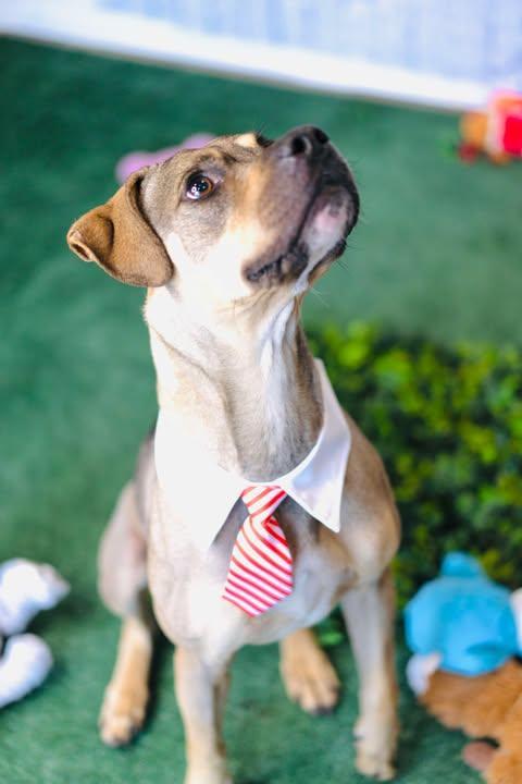 A young medium-sized male Black Boxer dog named Champs for adoption in Allen, TX