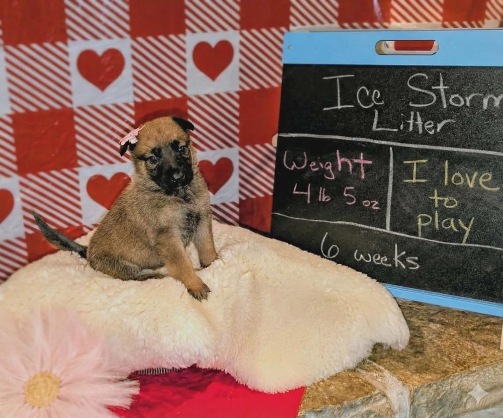 Stormy Skye Litter Yuki