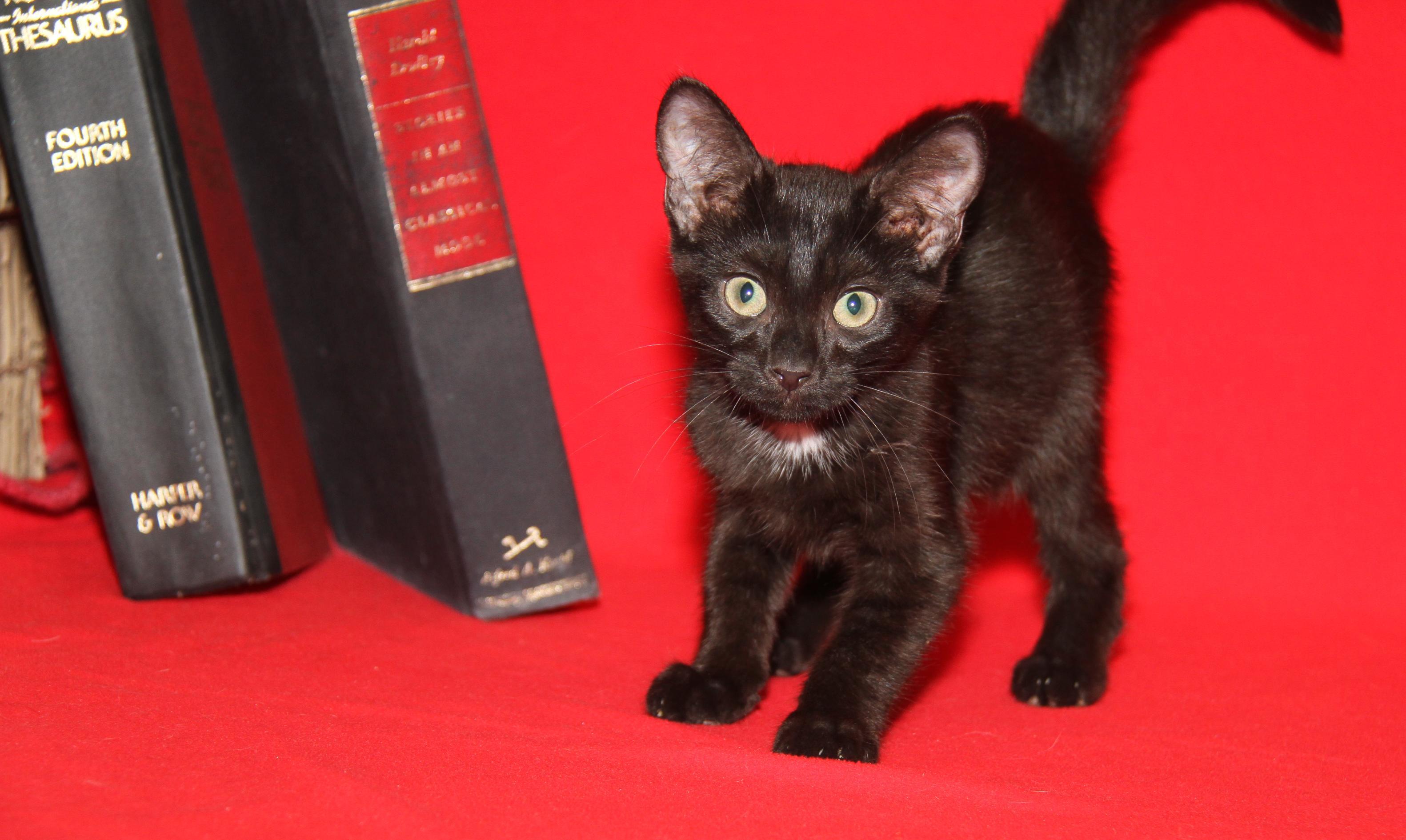 Crockpot Meatballs photo 1