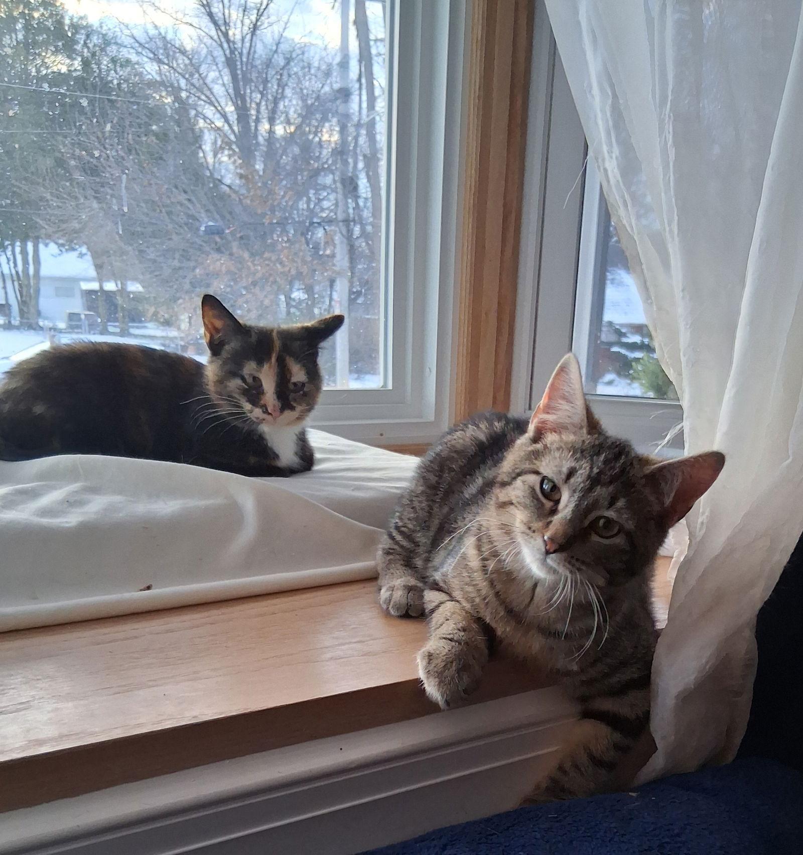 Winston Jenkintown Ps