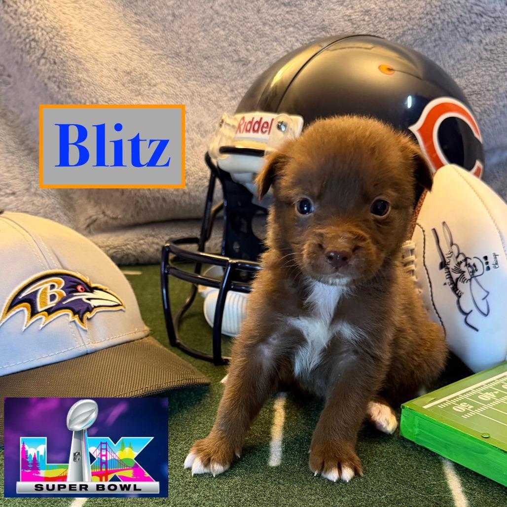 A baby small-sized male Brown / Chocolate Mixed Breed dog named Blitz for adoption in Alexandria, VA