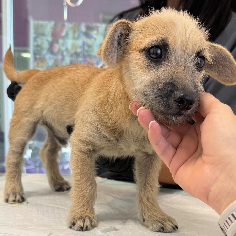 A baby small-sized male Apricot / Beige Terrier dog named Miny for adoption in SAN ANGELO, TX