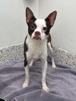 A young small-sized male Mixed Breed dog named Satsuki for adoption in Atlanta, GA