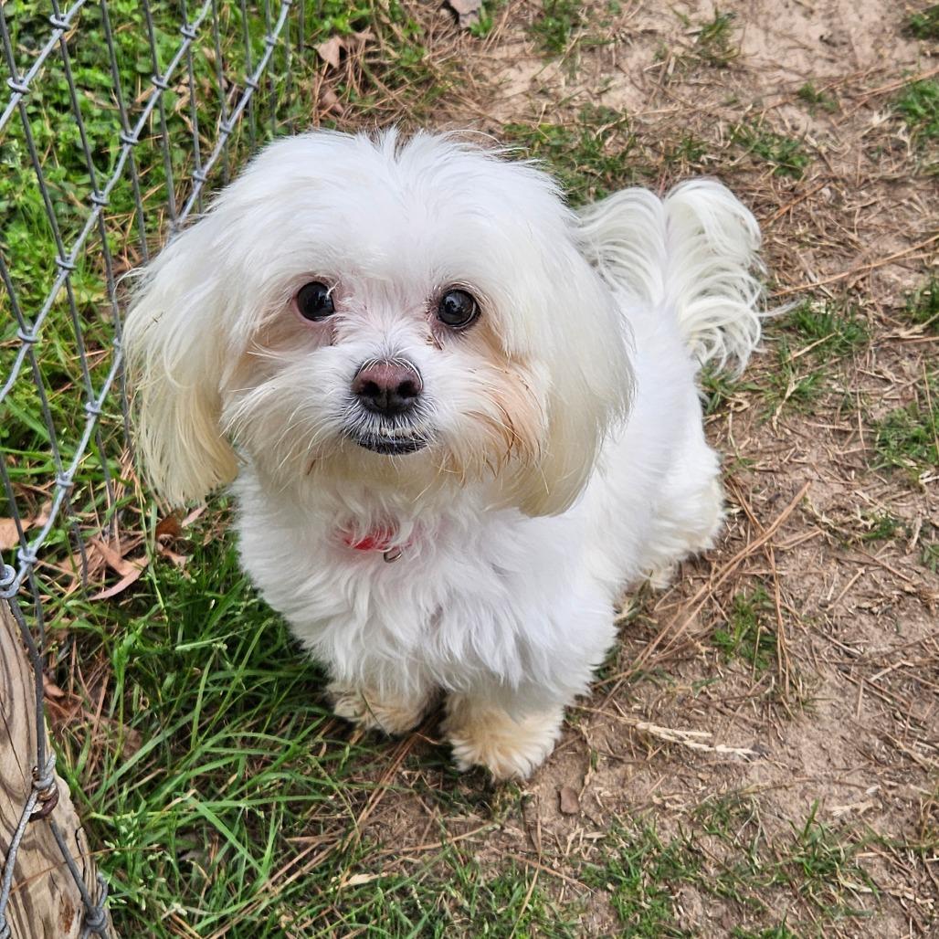 Romeo George photo 1