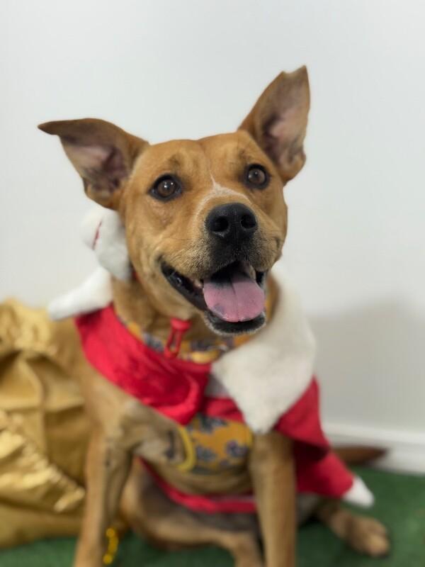 A young medium-sized female Brown / Chocolate Black Mouth Cur dog named Pecan Praline for adoption in Carlsbad, CA