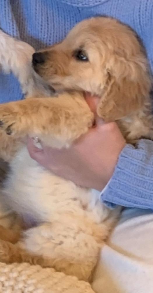 A baby large-sized female Great Pyrenees dog named Juniper for adoption in Bartlesville, OK