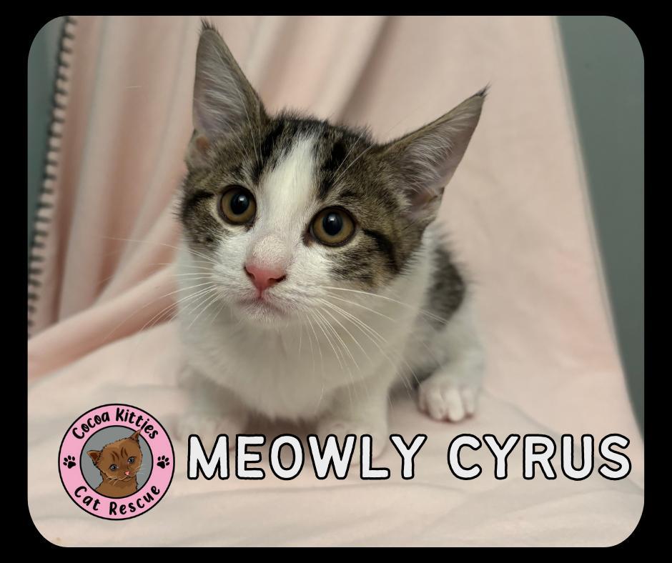 Meowly Cyrus