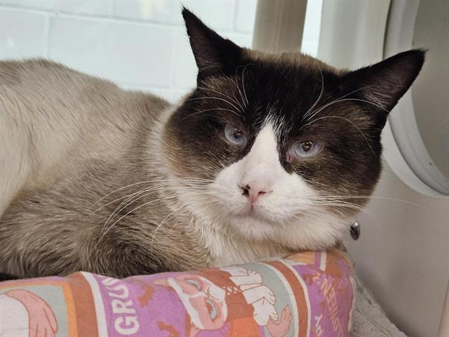 An adult medium-sized male Snowshoe cat named Big O for adoption in Albuquerque, NM