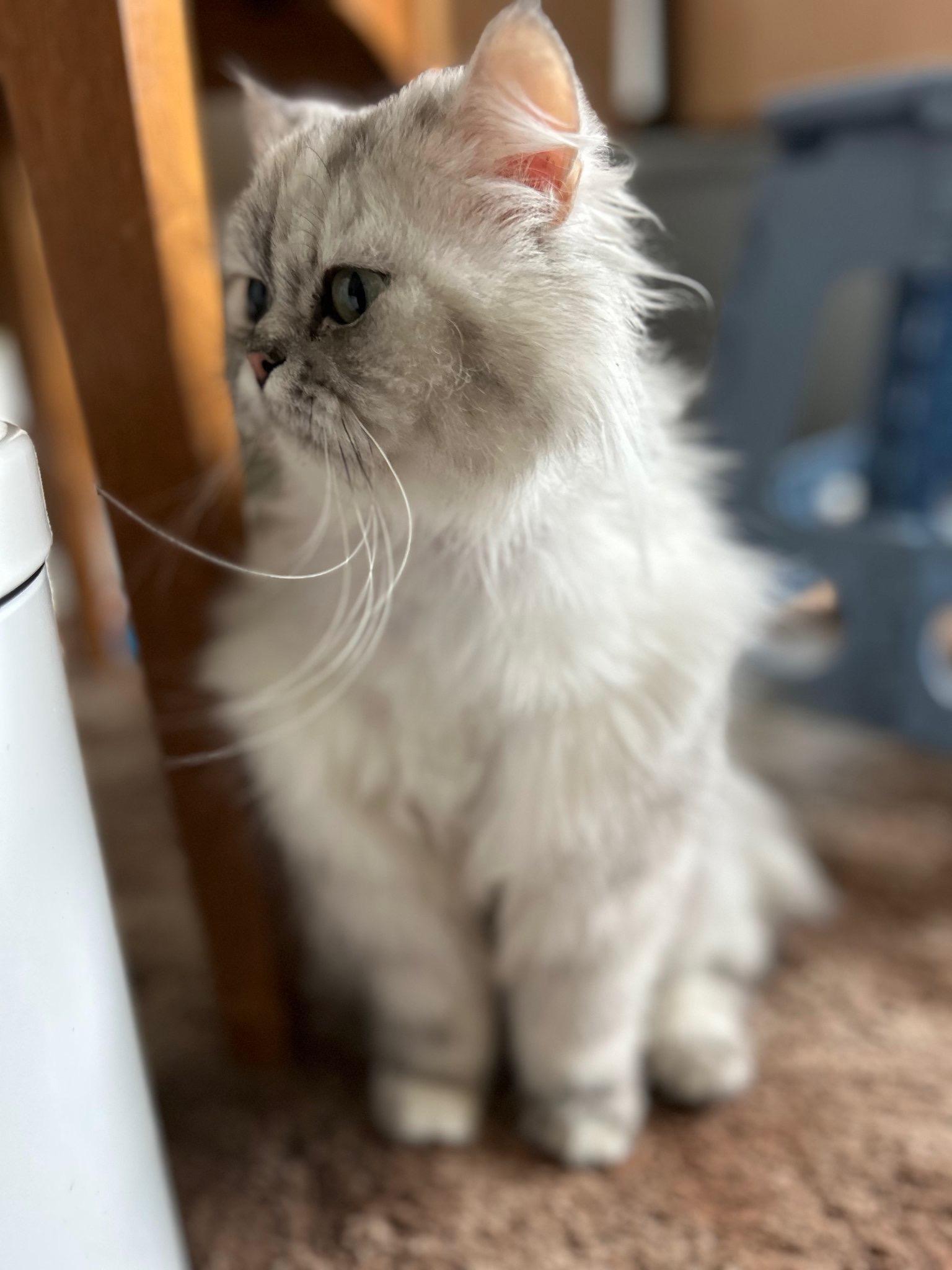 Queen Esther photo 1