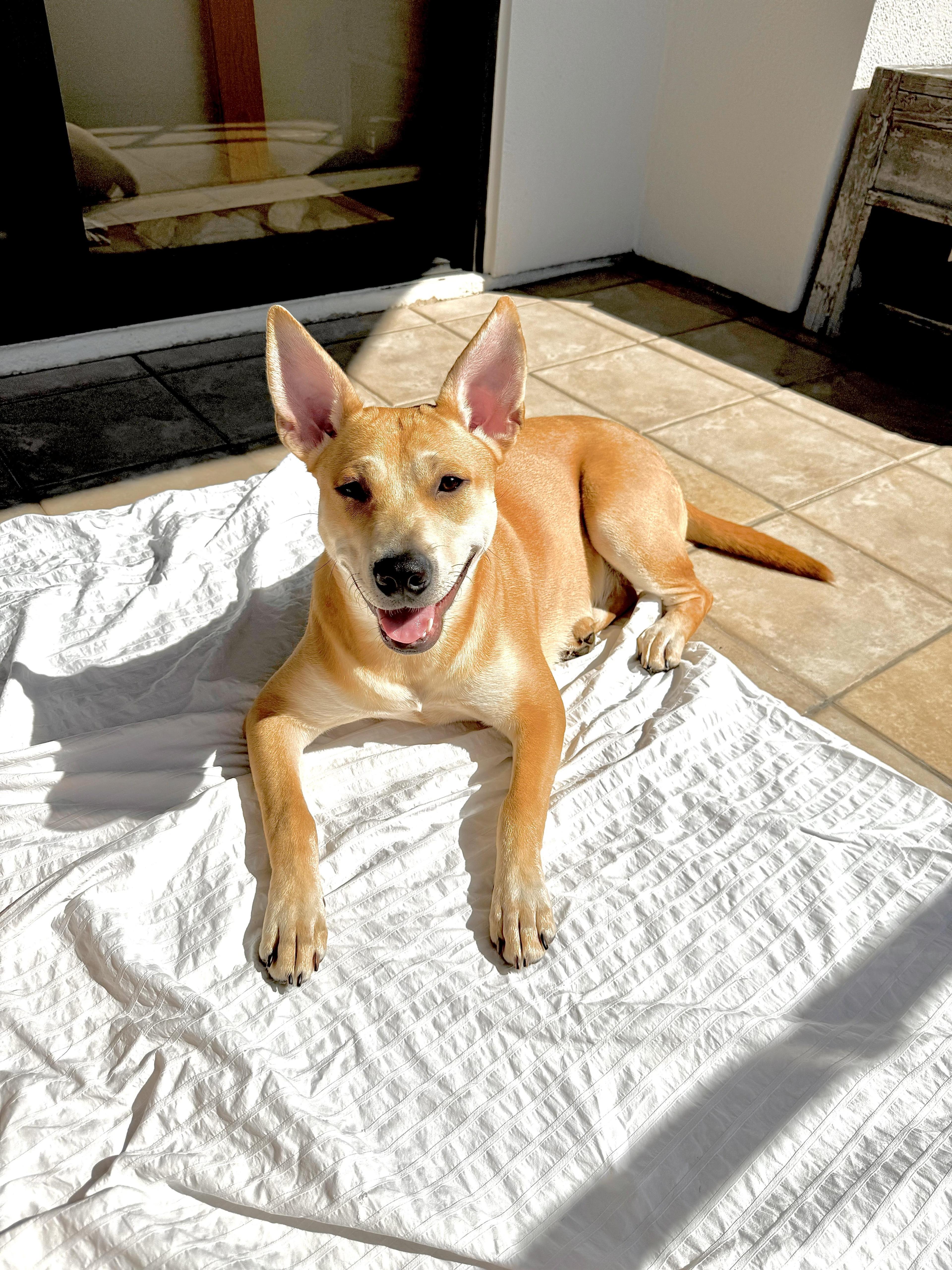 Linus Obedient And Cuddly