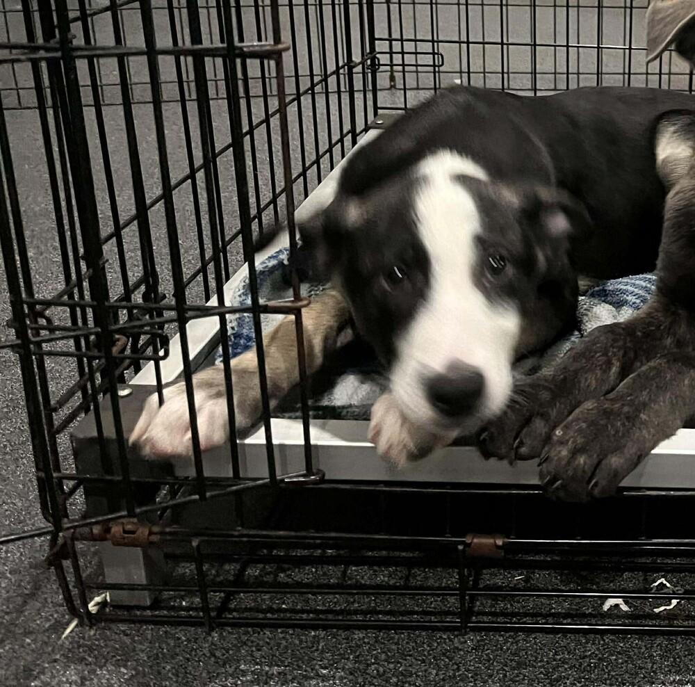 Rugrats Angelica Located In